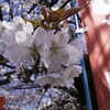 京都市内の桜開花状況です、ご確認ください