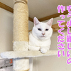 キャットタワー倒壊！