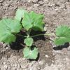 夏もの野菜の植付け4