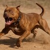 沖縄ピットブル襲撃事件とは？飼い犬殺害の真相と危険性