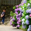 紫陽花咲く矢田寺