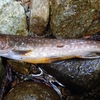 山形で癒しの釣り！源流の天然岩魚(イワナ)はどうでしょう！？