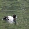 井の頭池の冬鳥