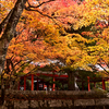高野山紅葉真っ盛り（1）奥の院御廟橋少し手前右側