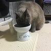 【猫用 猫壱フードボウルL 限定カラー】五ニャン娘みゃあのご飯の器を、猫壱フードボウルに変更