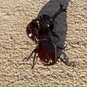 おうちカブトムシ日記