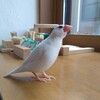 お外の鳥さん