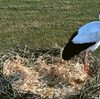 デンマーク（Denmark 🇩🇰）：　First stork lands in Denmark