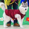 ２０１８　医獣祭　犬・犬・犬！　３