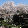 つくば市の桜＠４月14日