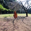 木の葉