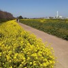 会社名の由来・・権現堂の菜の花を見に