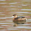 Pied-billed Phebe