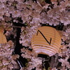 二条城 桜ライトアップ 2024年春｜見頃、開花状況、NAKED桜まつり、チケット予約、待ち時間、アクセス、料金、ライトアップ（京都市中京区）