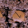 【4/13まで】二条城の夜桜ライトアップがおすすめ！待ち時間はどのくらい？2025年開花状況とイベント情報を紹介｜NAKED桜まつり、チケット予約、アクセス、料金（京都府京都市中京区）