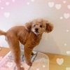 大変身したTaruちゃん🐶最近のあーくんのブーム。