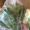 巨大エキノドルスと水槽各種紹介
