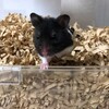 くろごまあん100日目
