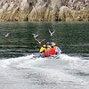 浄土ヶ浜でさっぱ船に乗りウミネコさんに遊ばれる