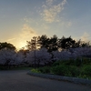 近所の公園の桜