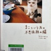 まこという名の不思議顔の猫