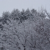 ３月の吹雪