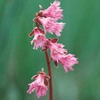 今日の誕生花「イワカガミ」可愛らしいピンクの高山植物の花！