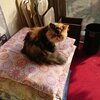 猫兄妹オミヨとソラン
