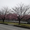 伝右川の桜の変遷・色な場所の思い出・桃17…