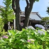 白山神社　６月１日 紫陽花の様子です😊