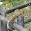 木の実を食べる森のリス