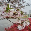 平田靱負ロード(大榑川堤)をソメイヨシノ花じまい前に再訪した2025