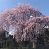 2017.4.13 黄梅院のシダレザクラ