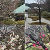 梅の花を詠んだ短歌４　鎌倉の寺社の梅は咲き始め，元気な花を楽しめます．　憂（うれひ）なくわが日々はあれ紅梅の花すぎてよりふたたび冬木　佐藤佐太郎　　ゆふぐもり寒ききさらぎ紅梅のつぼみの七重八重のくれなゐ　福田栄一　　二月（きさらぎ）に入りて二度目の雪降りぬ雪降る中の白梅紅梅　宮柊二　　紅梅のさきがけて咲く白梅のただ寂かなるひかりをまとふ　安立スハル　　紅梅は亡き娘（こ）の精といつやらに心の中に育みて来し　赤尾鈴子　　梅万朶（ばんだ）雪の白玉凍りつつきみが魂なき朝をかがよふ　馬場あき子　