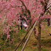 京都の穴場・原谷苑の桜（2）