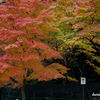 長崎の旅　１　紅葉撮影の巻