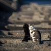 地元漁港のねこさん