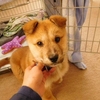 別海町役場で保護の迷子子犬
