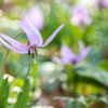 【一眼レフ】懲りずに今年もカタクリの花を撮影してきたけど、心折れそう。