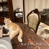 雨田甘夏、腹いせです。【猫とキレと空腹事情】