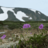 7月16日　美ヶ原の花とポン黒岳のナキウサギ