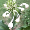 そろそろ梅雨明けかな？　ミョウガの花　ツルランも開花