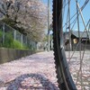 桜を訪ねて、春風に吹かれて気ままに自転車散歩の日