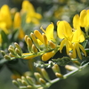 エニシダとチャイブの花