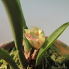 Maxillaria pachyphylla　