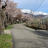 【長野県大町市】「観光道路」と「市民の森」の桜情報2025年最新