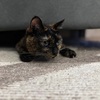 今週のかわいいおねえちゃん。