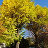 秋の深まる紅葉の新宿御苑を散策