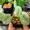 アロカシアの芋を育てて約1か月半。発芽・再発芽、その後の経過