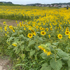 ひまわり畑！婦中町長沢